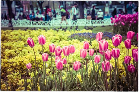 Shadow around the tulips